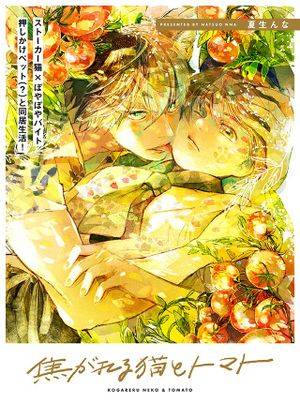 朝思暮想的猫与番茄,朝思暮想的猫与番茄漫画